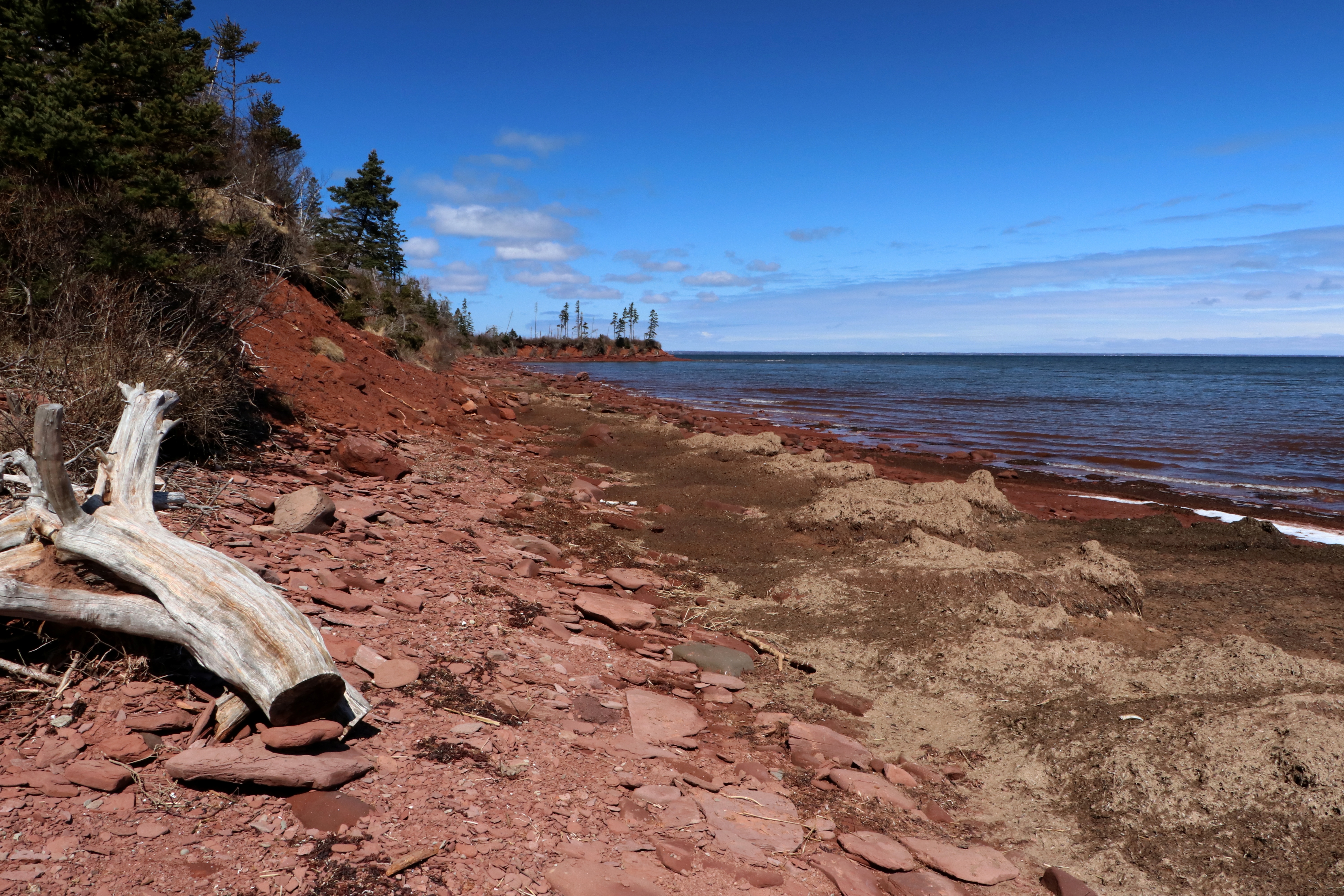 An old log sits on red sand with the sea to the right of the photo and shoreline trees to the left.